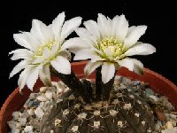 Gymnocalycium ragonesei JLcoll.1982 + FA (also available by 100-1000-10.000) small and beautiful!